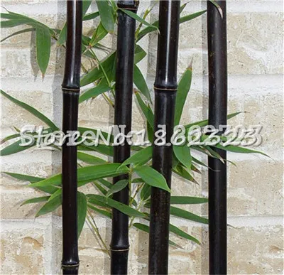 Горячая распродажа! 100 шт черный бамбук Phyllostachys Pubescens редкие, гигантские бамбуковые бонсай Bambusa Lako дерево для домашнего сада - Цвет: 6