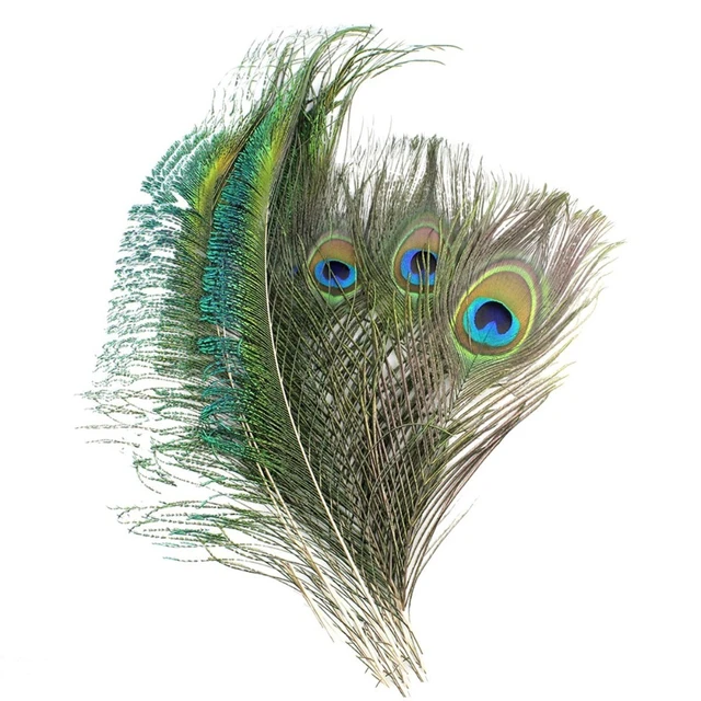 Hướng dẫn how to decorate peacock feathers at home bằng những cách độc