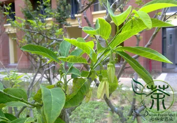 

Annona Squamosa Sugar-apple Custard Apple Fan-Lizhi
