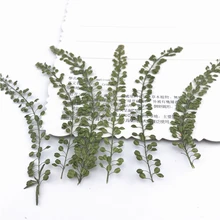 12 штук Натуральные сушеные прессованные цветы сухие листья образец для закладки Сделай Сам ручной работы открыток украшения accessories7-9cm