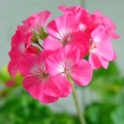 100 шт./пакет Разноцветные Цветок герани flores бонсай растения красивые цвета радуги с цветочным рисунком растения для дома и сада - Цвет: Серый