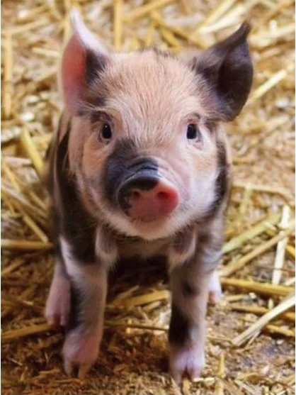 QQ图片20191205144137