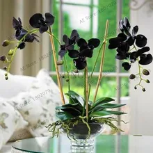 Подлинный! 100 шт./пакет Орхидея flores, цветок орхидеи фаленопсис растения для дома садовый многолетник растения на балконе бонсай Плант orch