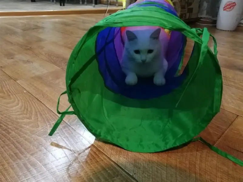 HTB1OMsLOG6qK1RjSZFmq6x0PFXax