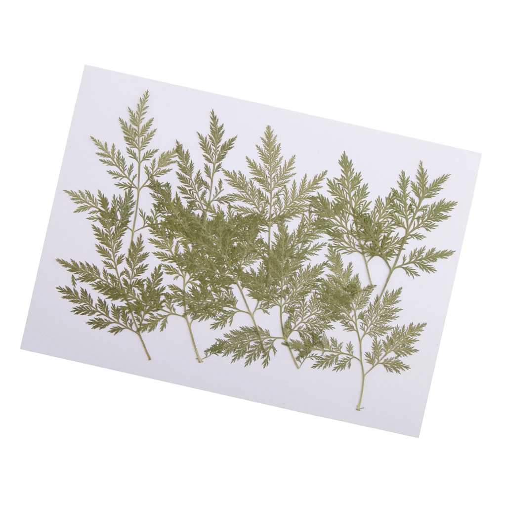 10x Pressed Dried Flower Dry Leaves FResin Jewelry Craft DIY Scrapbook Card