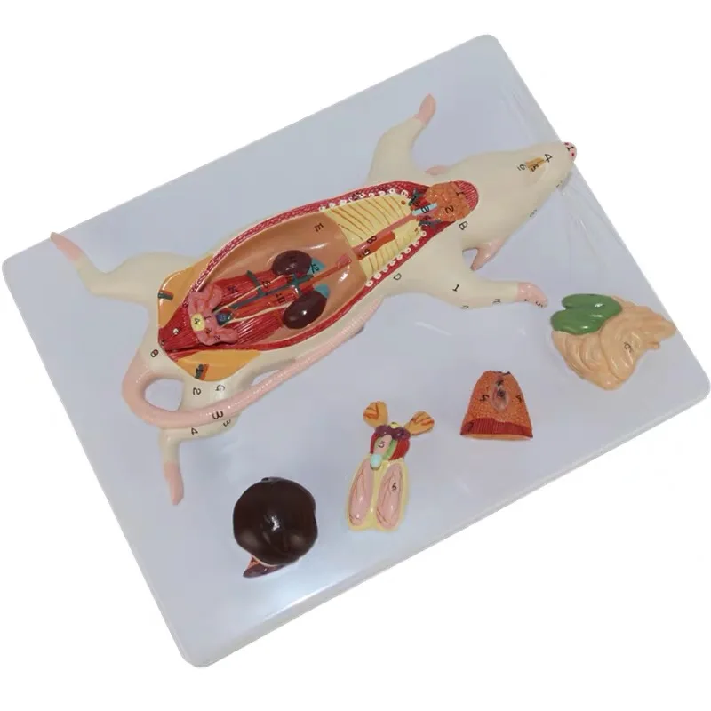 Mouse Dissection Model Mouse Internal Organ Structure Anatomy Biology