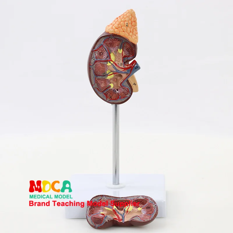 Human Urinary Section Natural Large Kidney Model Urinary System Renal Structure Medicine Teaching Msz002
