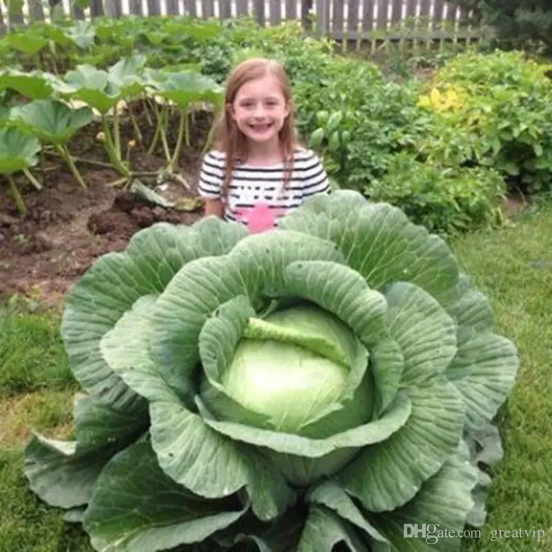 

100 Pieces Rare Giant Russian Cabbage Seeds High Quality Healthy Organic Vegetable Flower Perennial Plants Balcony Garden