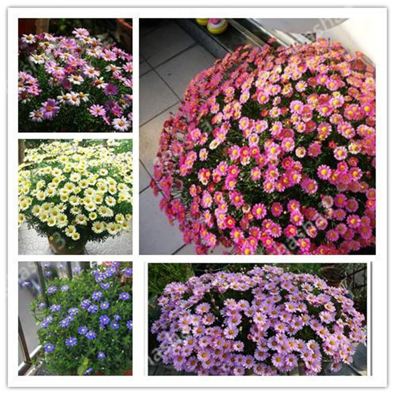 

2019 New Arrival ! Violet daisy 100/pes daisy bonsai beautiful flower plant home decoration