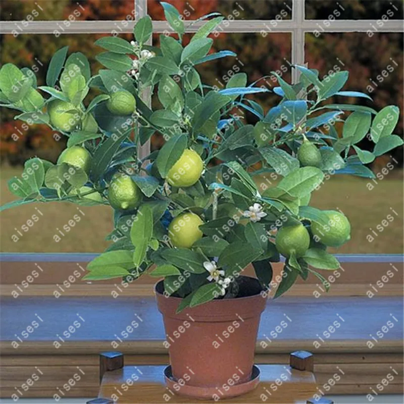 

Pot for lemon Fruit 20