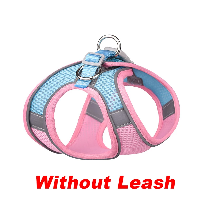 chihuahua harness and lead