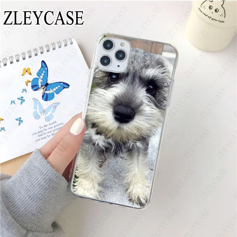 Miniature schnauzer puppy dog