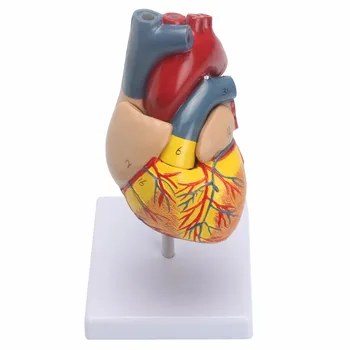 

Anatomical Human Life Size Heart Model - Medical Cardiovascular Anatomy 21x11x11cm 4D simulation