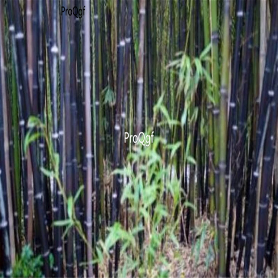 Ngryise 1000 шт набор Фиолетового бамбука Phyllostachys nigra