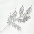 Silver D