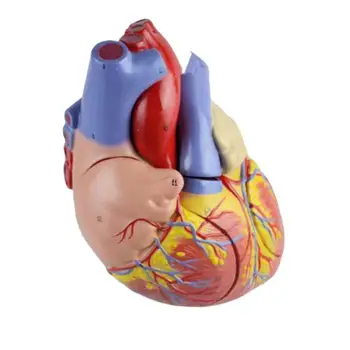 

Human Big Heart Anatomical Model With 34 Logos B Ultrasound Color Super Medical Heart Teaching Model
