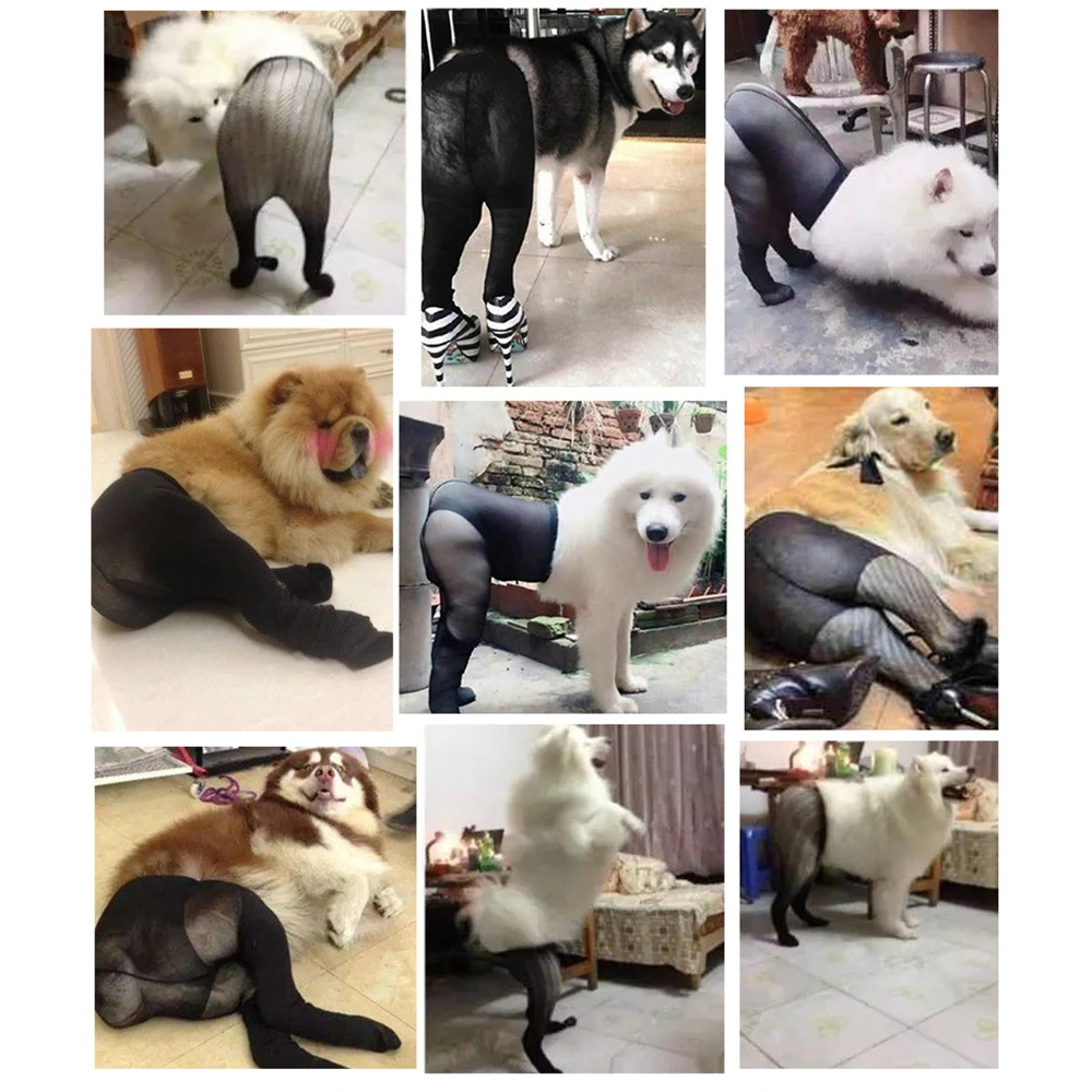 おかしいペットの犬服小中犬メッシュ弾性ストッキングセクシーな犬衣装写真の小道具メッシュ靴下サモエドハスキー 犬のアクセサリー Aliexpress