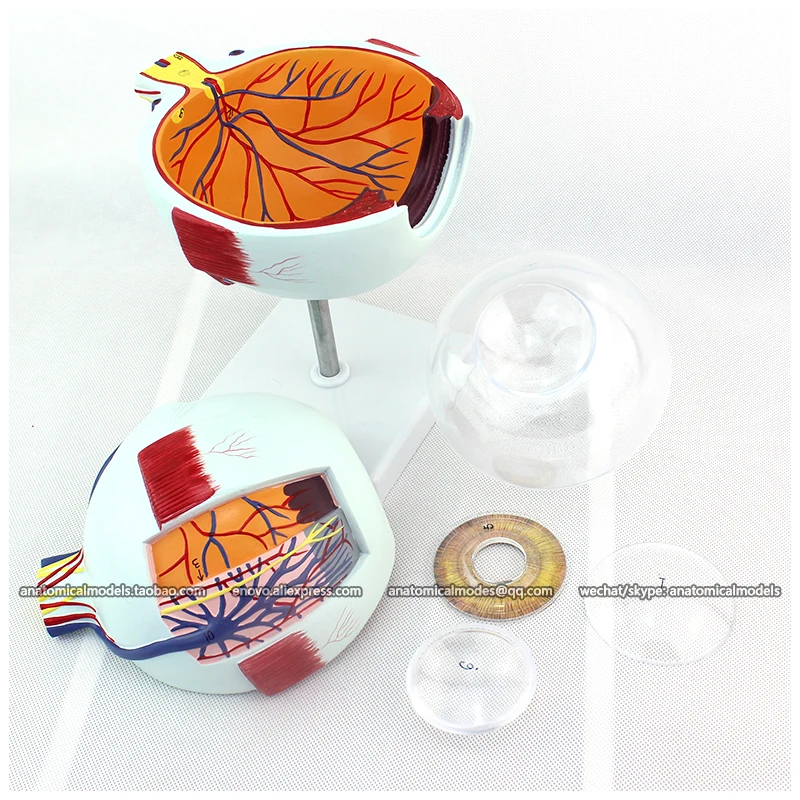 CMAM/12525 Eye 6parts 6x в натуральную величину Human E.N.T. Медицинская анатомическая модель|model