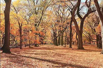 

Vinyl Custom Photography Backdrops Prop Autumn Scenery Theme Photo Studio Background MH19511-9040