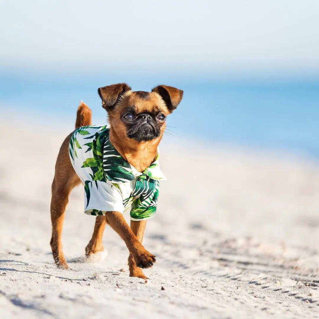 summer clothes for small dogs