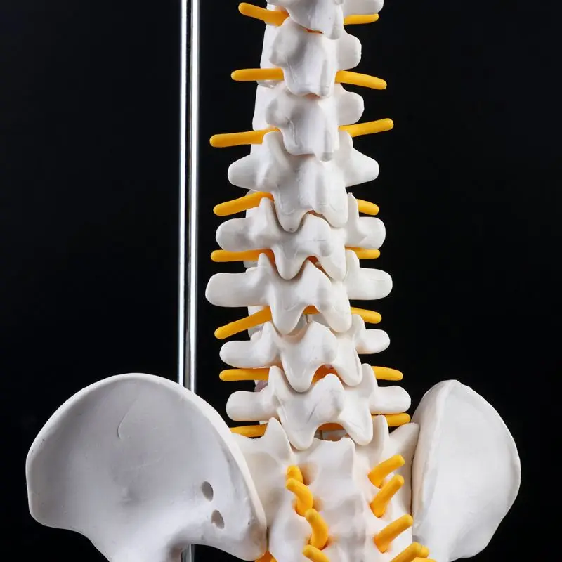 45cm Flexible Human Spinal Column Vertebral Lumbar Curve Anatomical Model Anatomy Spine Medical Teaching Tool