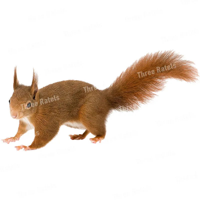 Three Ratels QD115 Witty and lovely little squirrel HD animal sticker kid's bedroom decoration glow in the dark stickers wall stickers self adhesive wall stickers vinyl stickers vinyl wall stickers self adhesive stickers chalkboard wall stickers chalkboard stickers