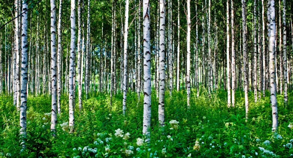 7x5FT Sunlight Woods лесные стволы зеленая трава весна пользовательские фотостудия фон винил 220 см x 150 см