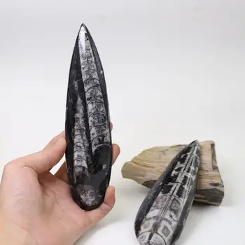 

VeryBig !Natural Raw Paleontology Large Size Angle Petrochemical Stone Stone Ancient Marine Biology Right Angle Stone Specimen