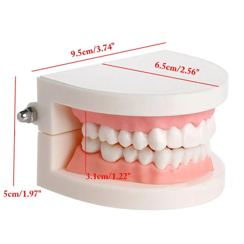 Dental Study Teaching Teeth Model Oral Care Tooth Education Dentist Equipment Medical Science Teeth Skeleton Model