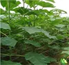 Garden Supplies