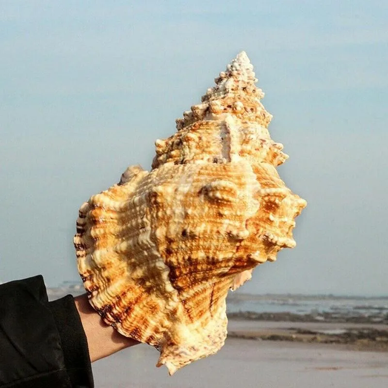 1 шт. Большая Морская ракушка украшения для мебели