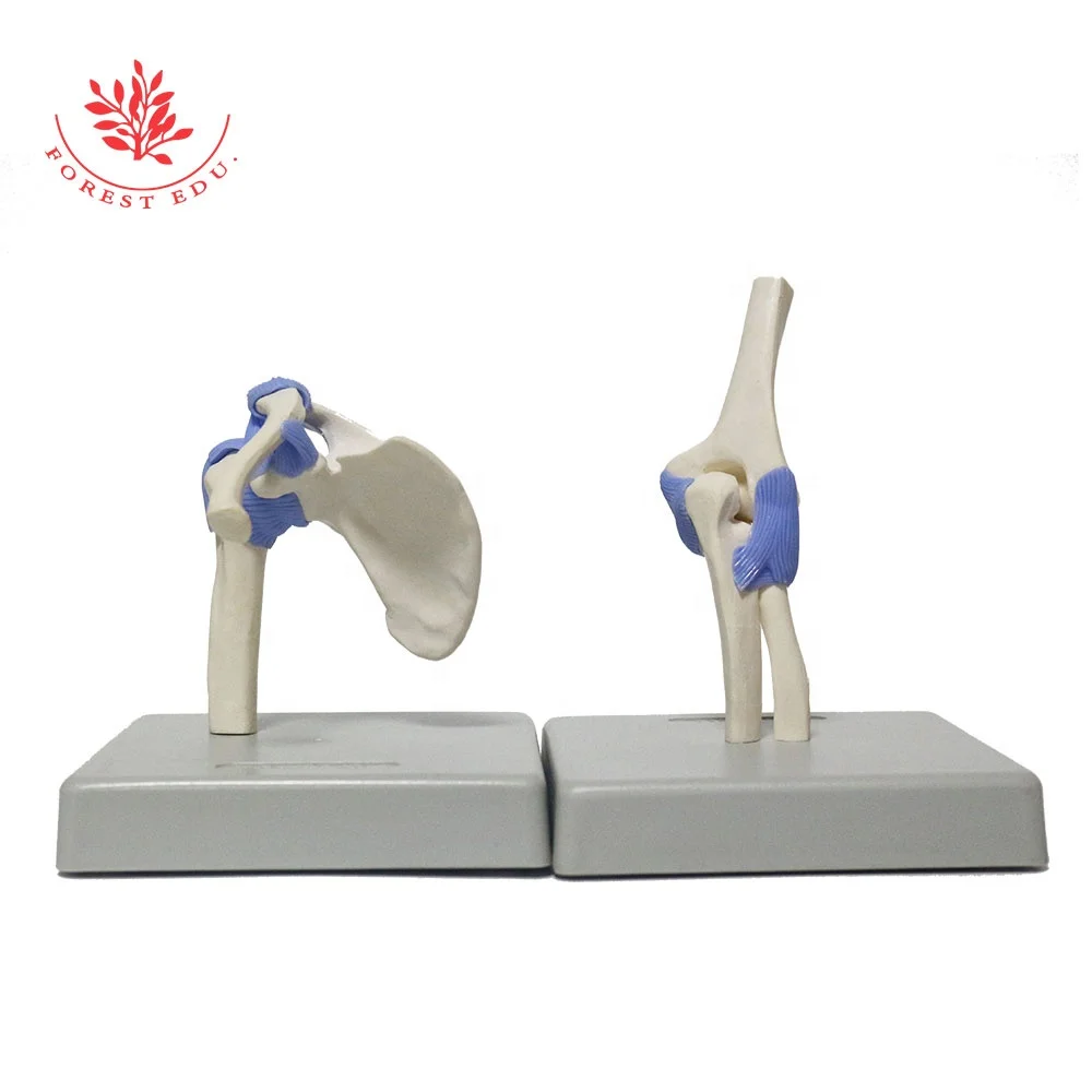 Human Joint Model Complete Set Of Elbow Knee Shoulder Hip Four Medical Science Include Ligament in Blue Color