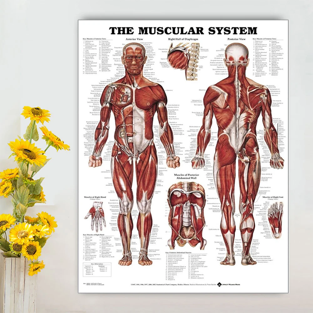 Забавная человеческая Анатомия Мышечная система медицинские Обучающие фигурки мышцы бицепс плакат наклейки на стену вечерние Whimsy полезный фон