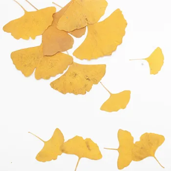 

Real Flower Ginkgo Leaf Plant Specimen DIY Manual Epoxy Phone Case Pressed Flower Picture Frame Bookmark Dried Flower