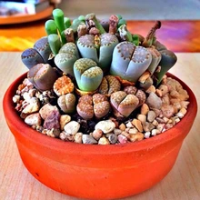 100 шт. литопс псевдобрункателла живой камень Редкие влагозапасающие растения домашний сад растение бонсай