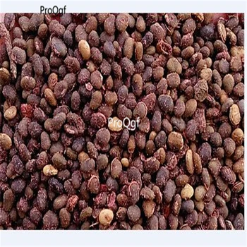 

Prodgf 500Pcs A Set Humulus lupulus