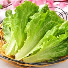 Смешанный салат бонсай, салат сад, здоровые растительные растения-300 Флорес частицы