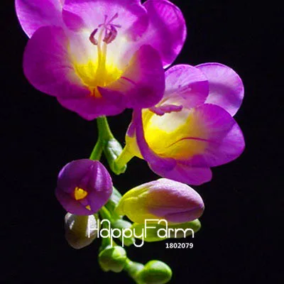 8 Бонсай Freesias великолепный сад красочные ароматные Цветочные растения Орхидея Флорес идеальные Цветочные Планты 100 Плант/упаковка - Цвет: 8