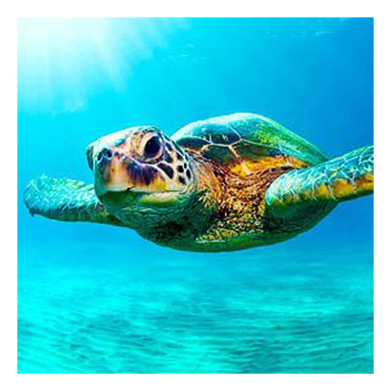 Подводные животные. Сероспинная лопастная черепаха. Черепаха плавает. Почему черепаха плавает. Обитатели моря.