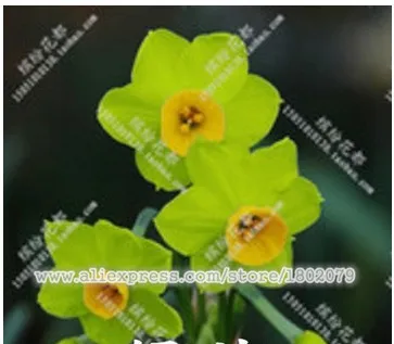 Нарциссы, Daffodil бонсай, нарциссы сад, чистый воздух, домашние Настольные горшечные растения-100 шт нарциссы tazetta flores - Цвет: 10