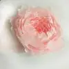 Гигантская бумага цветок большой цветок пиона голова дома свадебные декорации цветок реквизит для фотосъемки фон украшения стены ремесла - Цвет: Pink  50cm