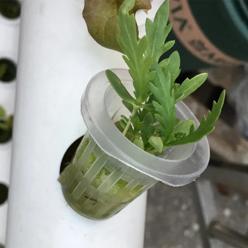 

Plastic Reusable Nursery Pots Soilless Hydroponic 10pcs Mesh Net Pots Nursery Cups
