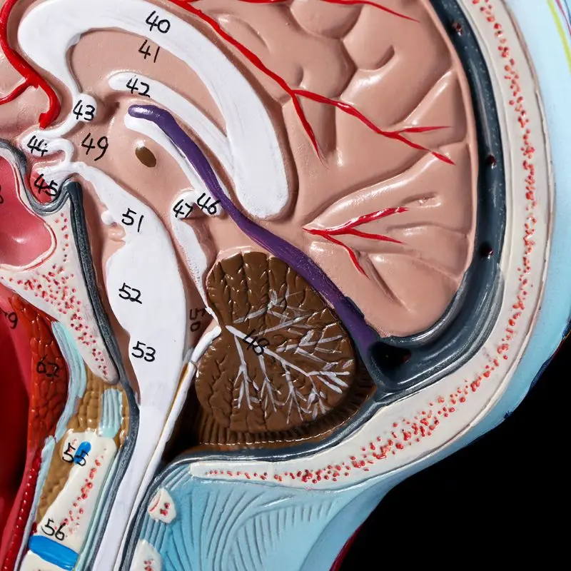 

Human Anatomical Half Head Face Anatomy Medical Brain Neck Median Section Study Model Nerve Blood Vessel For Teaching LX9A