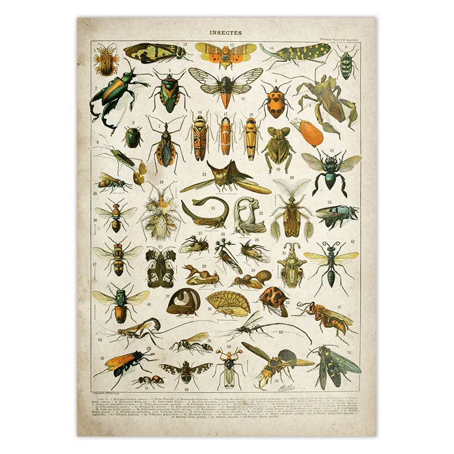 Picture 1 Buttferfly ВИНТАЖНЫЙ ПЛАКАТ пчелы насекомые птицы Шлейфы перья яйца настенные художественные плакаты и принты холст живопись Adolphe Millot - Цвет: Picture 1