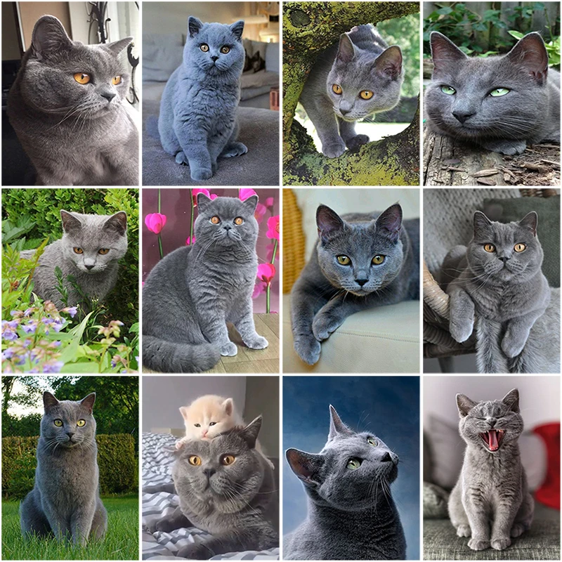 

5D Diamond Painting Cat Full Round Rhinestones Mosaic Sale Animal DIY Diamond Embroidery Cross Stitch Kits Best Gift To Kids