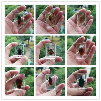 

1pcs Insect Specimen in clear Resin Paperweight beetle Specimen Teaching specimen Spiders, scorpions, bees ...