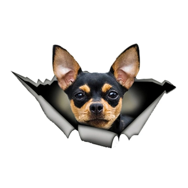 

Personality Black and Tan Chihuahua Car Sticker Car Window Accessories Cover Scratches Reflective PVC 13cm X 8cm