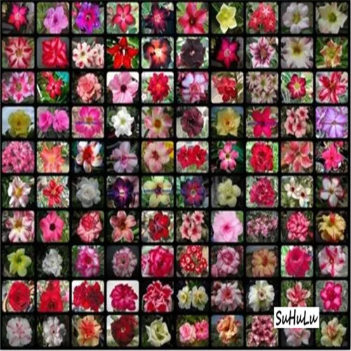 5 шт.,, настоящая пустынная Роза, экзотические растения Adenium Obesum, цветы, бонсай, растения для очистки воздуха, для дома, сада, цветы в горшках
