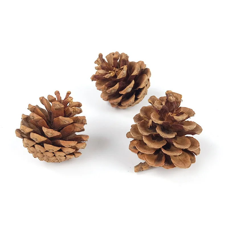 Are Pine Cones Bad For A Puppy