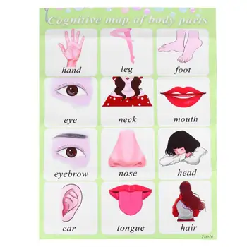 

English Words Wall Chart Baby Educational Toys Preschool Teaching Tool